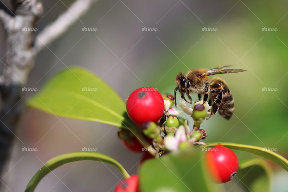 Bee foraging flower