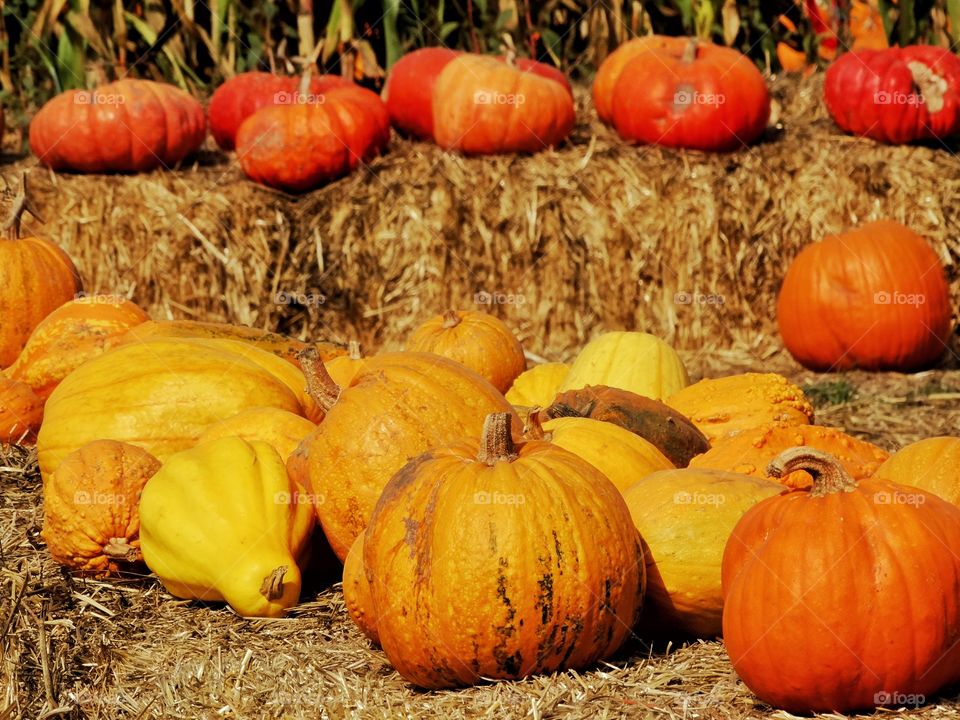 Colorful Autumn Pumpkins
