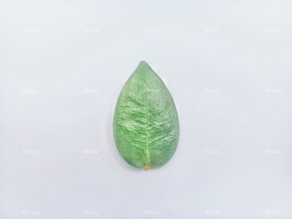 this photo can be used as a recommendation for commercial or editorial related to nature or greening