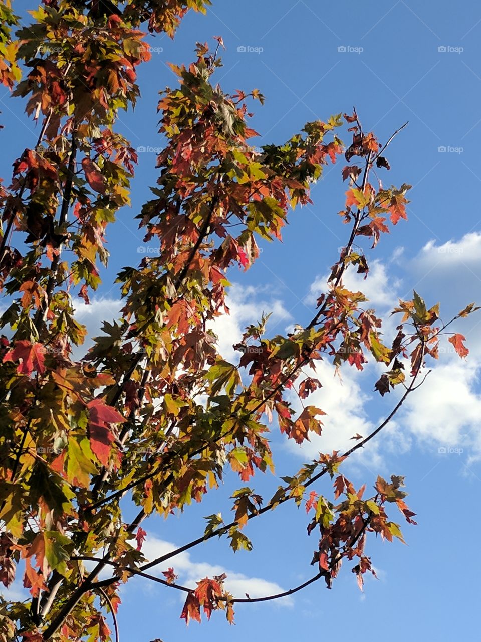 Late Summer Leaves
