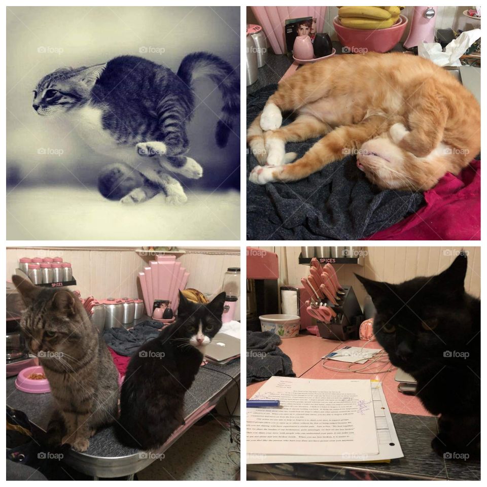 Friends' cats relaxing; having fun and exercising; and helping correct students' work.