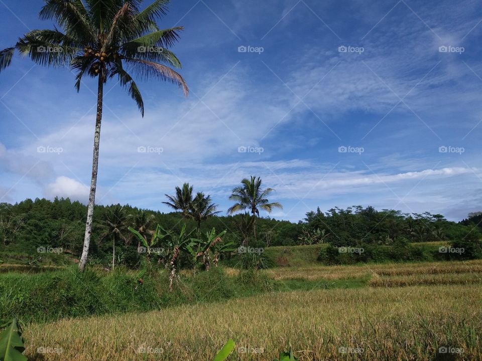 a beautiful view of the rice fields we can enjoy. the breeze that blows will bring peace to de soul. 👍👍👍