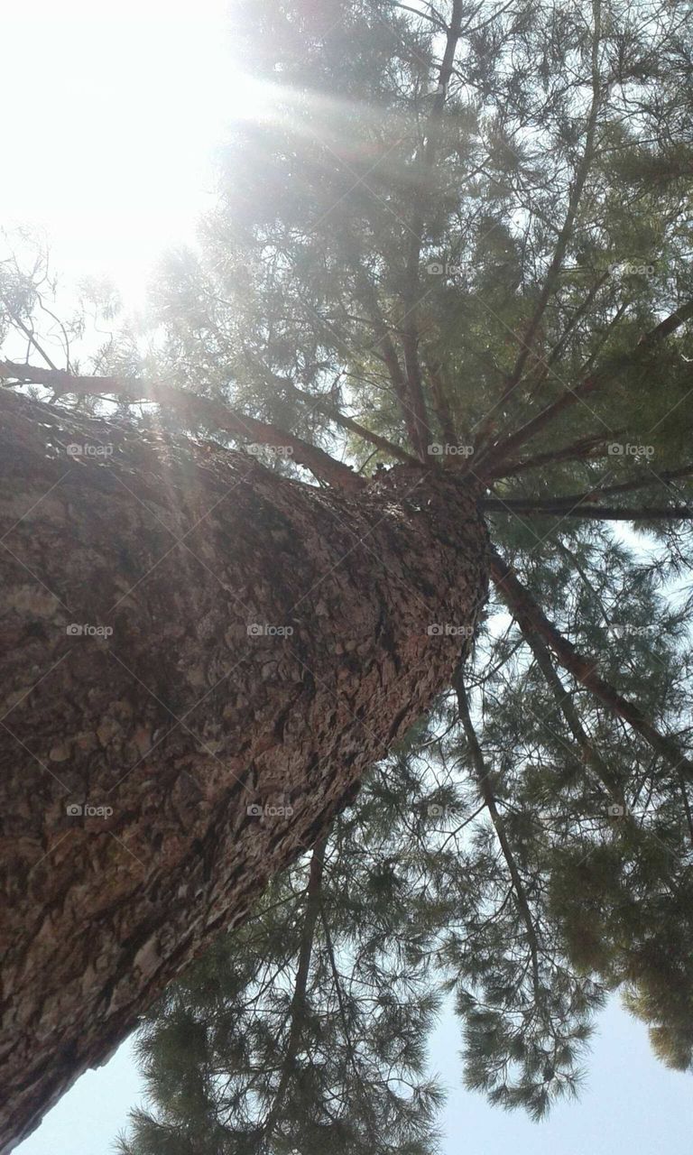 tree shine