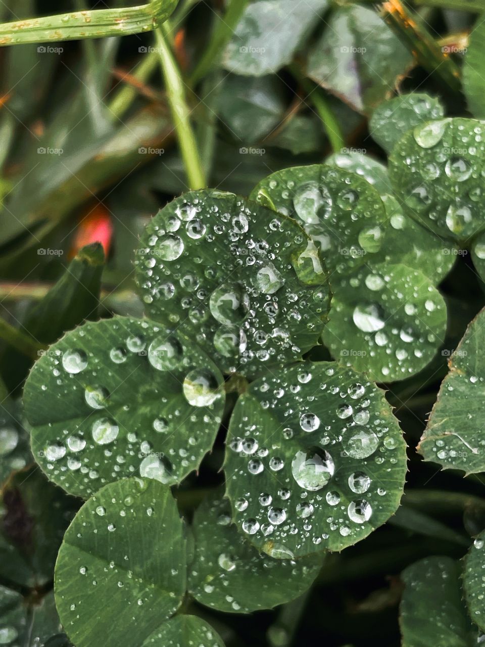 Clover patch covers leaf rainfall green raindrops waterdrops droplets wet water rain drop outside nature outdoors elements dew dewdrops plant plants leafs Grass splashes phone photography