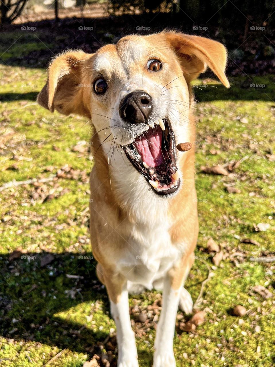 Happy dog catching a treat in midair. Her mouth is open, eyes extra wide and ears are flipped out.