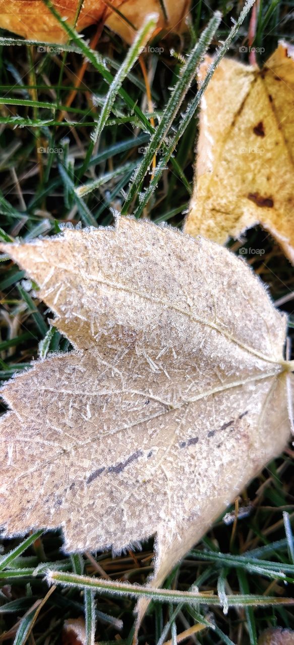 frost on fallen leaves