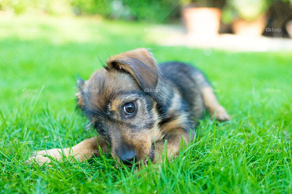 Close-up of puppy in grass