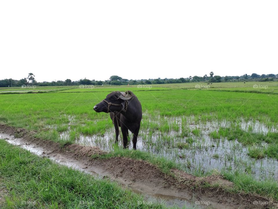 buffalo in green meadows lands paddy fields