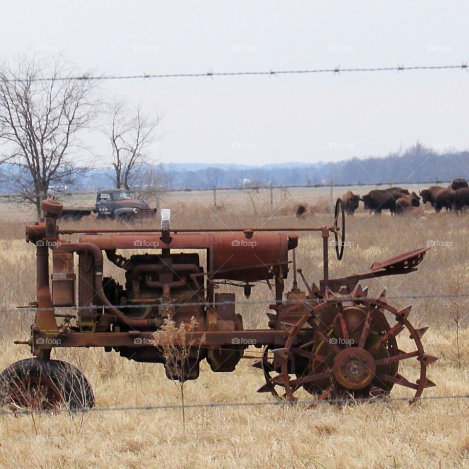 Antique tractor and bison 