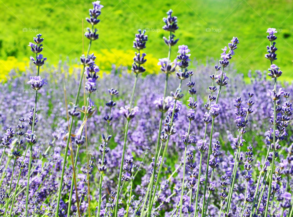 Lavender field 