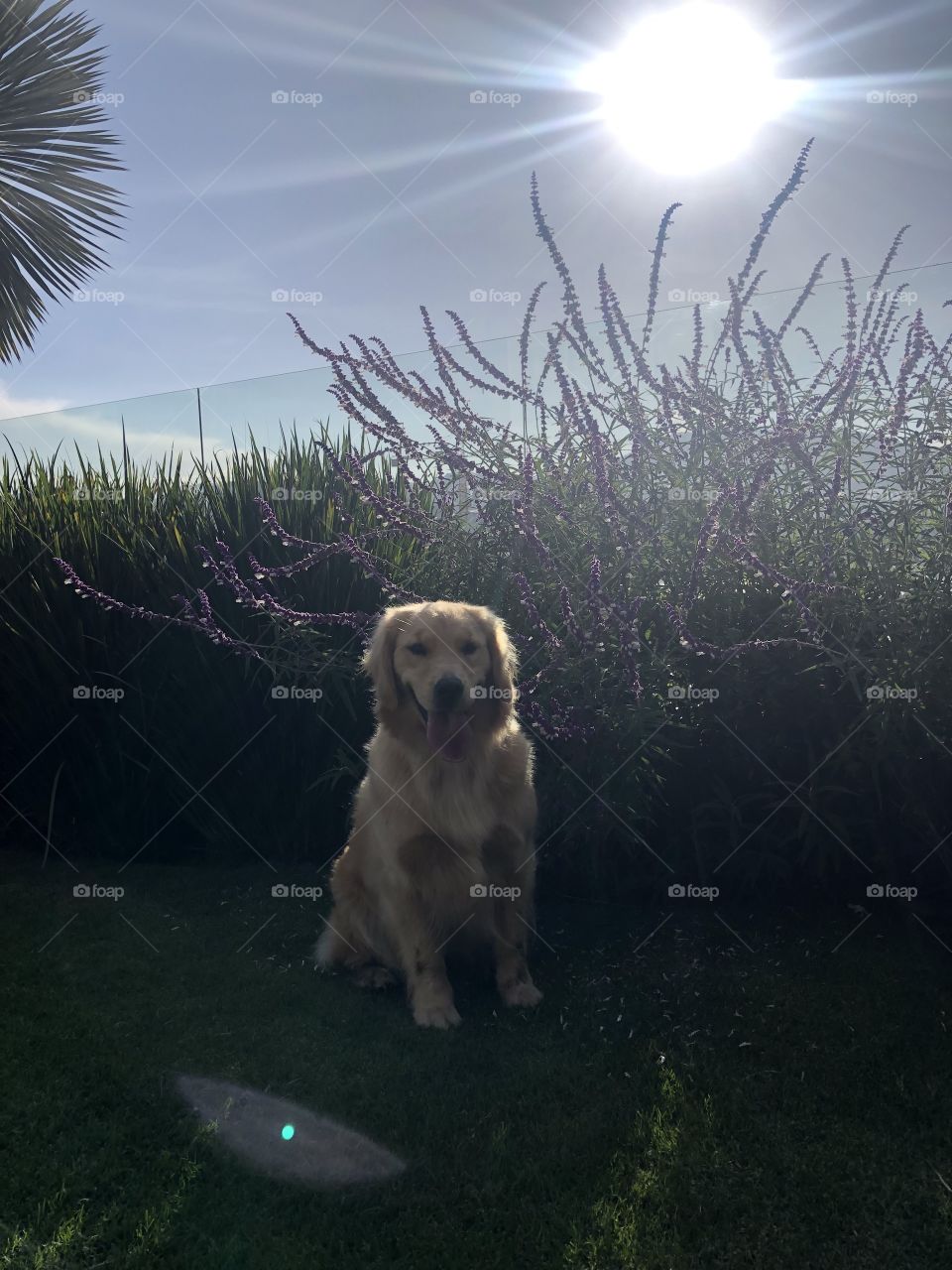 This is a picture from my dog looking cute as hell, and being well behaved for once in her life, its a nice summer day after playing with her for a while, it took 1 hour to take this picture 😂