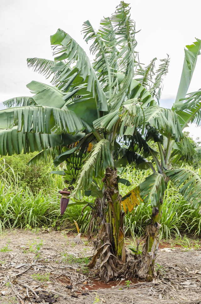 Dwarf Banana Tree
