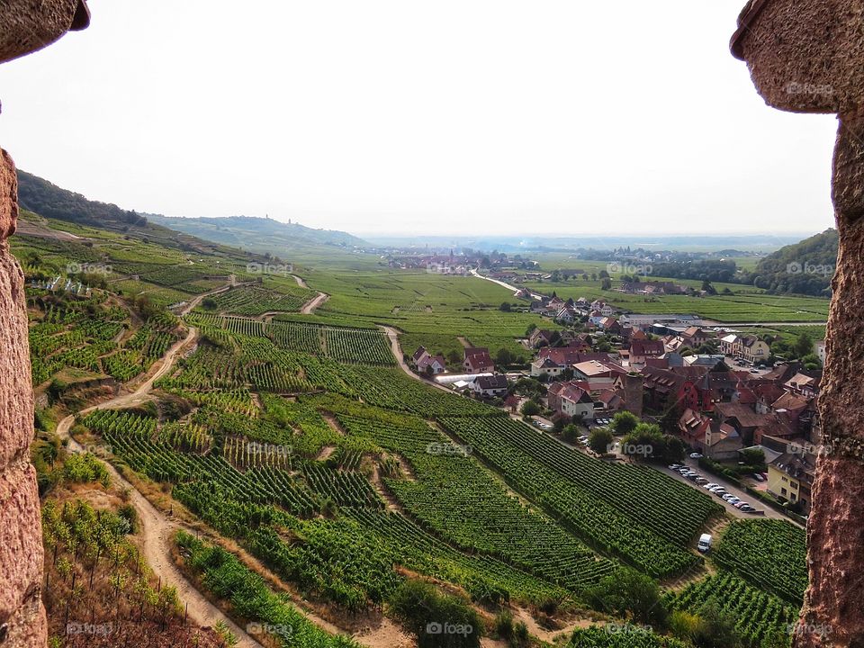 Alsace Vineyard France