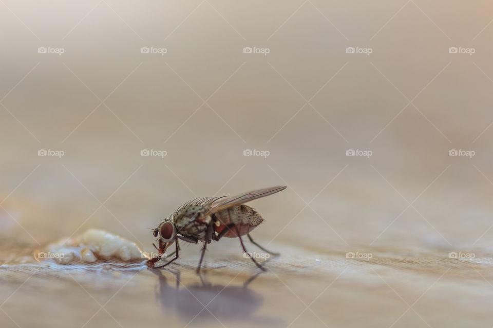 Macro shot of a fly