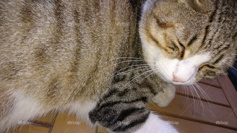 Cat sleeps on the table