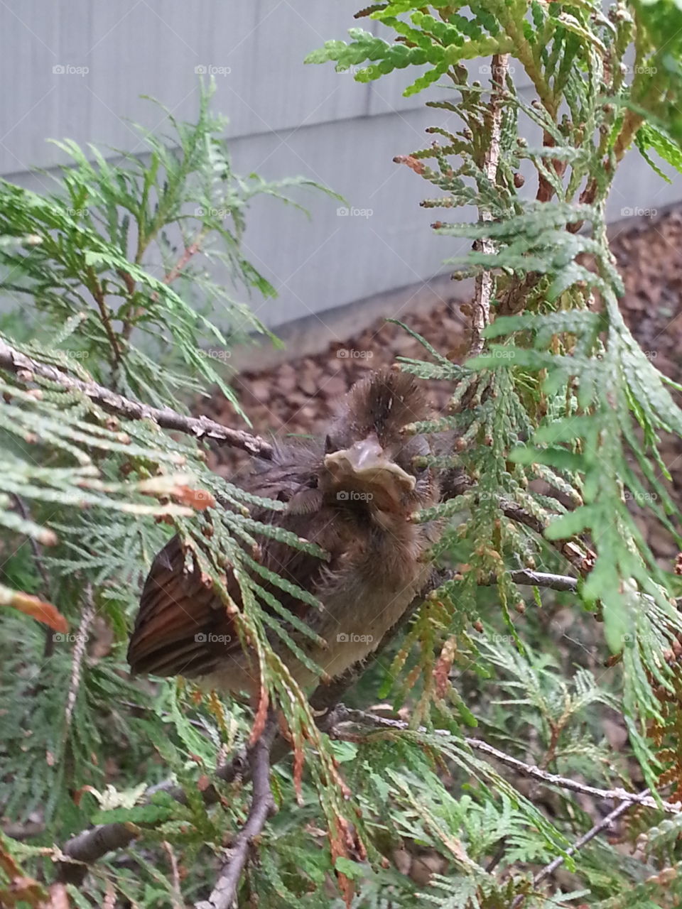 Baby Cardinal. Snapped this baby cardinal in my front yard -MN