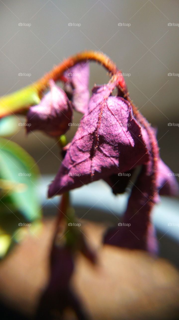 Close-up of dry leaves