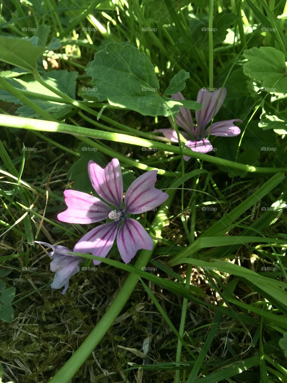 Wild mauve in the grass