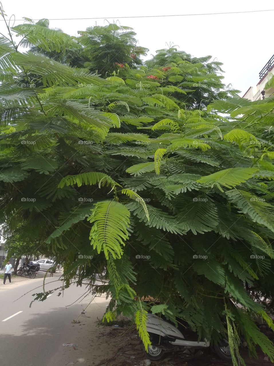 green plant shurb small size looks very beautiful generally found everywhere seasonal