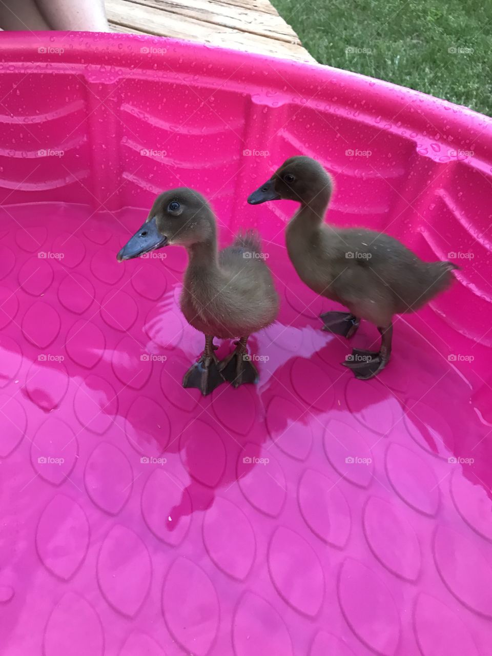 Ducks 