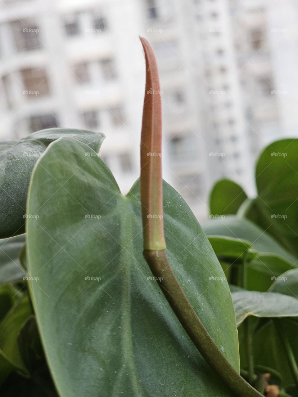 Baby pink plant shoot by the window