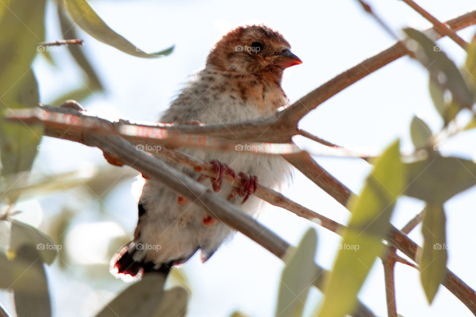 a little bird