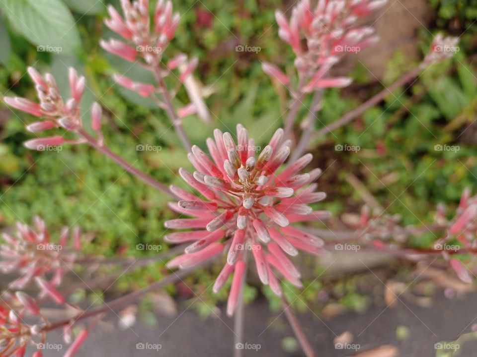 Aloe saponaria
