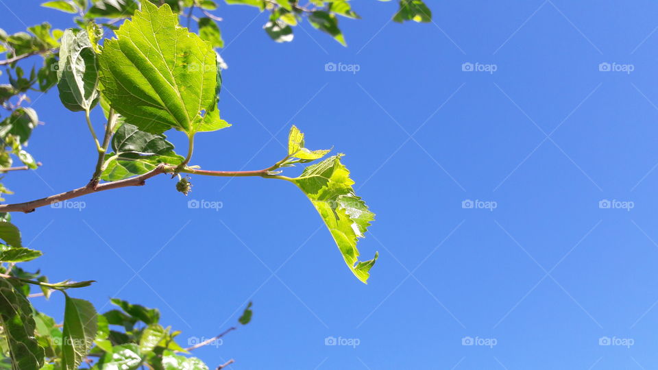 Leaf, Nature, Growth, Flora, No Person