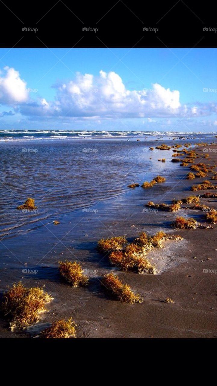 water summer seaweed shore by gingersleetsnow