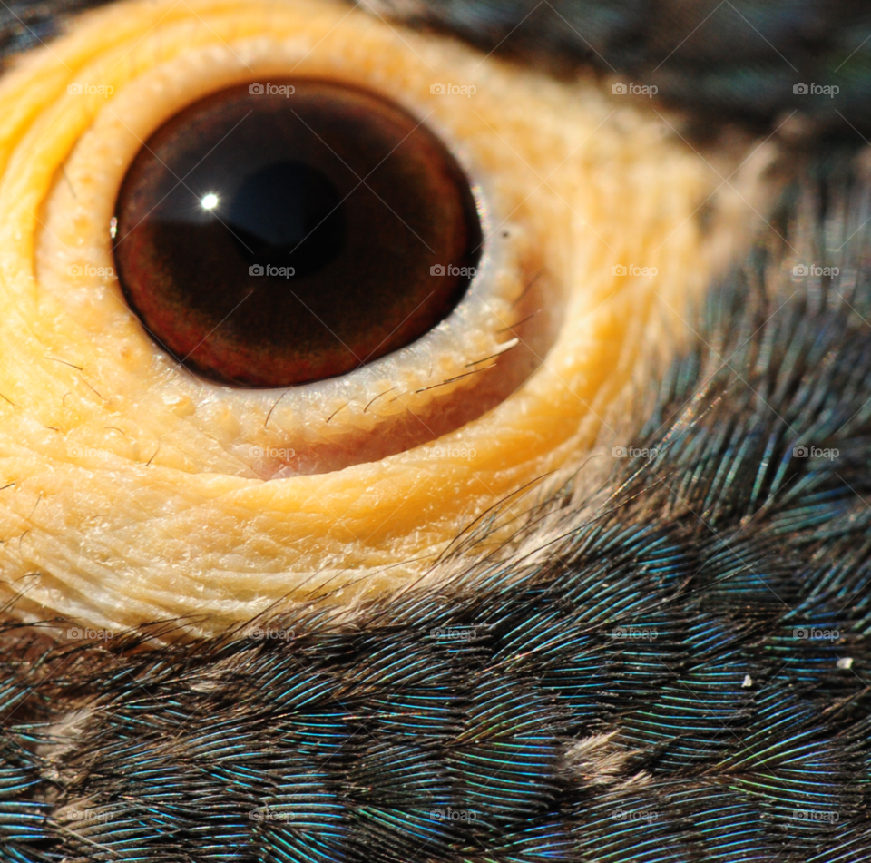 macro eye bird parrot by lightanddrawing