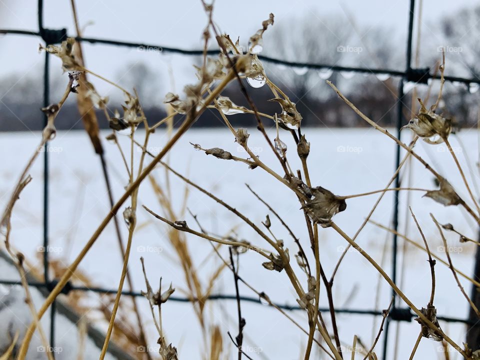 Isolated view of water droplets on dried weeds and a wire fence against a rural winter landscape