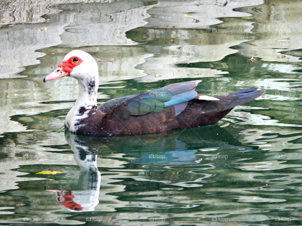 Urban Nature: Wildlife - A reflection of a Muscovy duck floating in the lake - Muscovy ducks are native to Mexico, Central, and South America. Wild populations of Muscovy ducks live in the lower Rio Grande and in some parts of Texas.