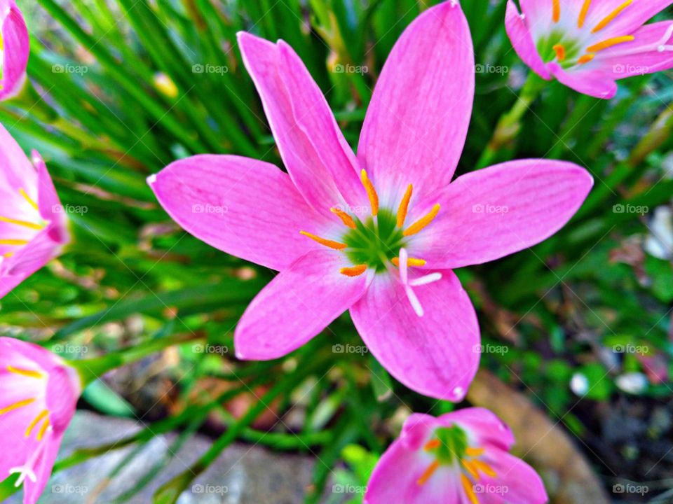 Rain lilies (Zephyranthes sp.) are ornamental plants of the onion plant species group, originating from South America and North America.