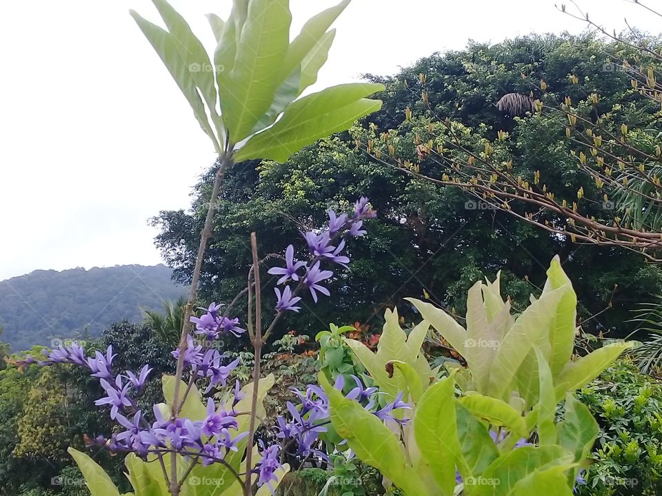 spring time Brazil. Atlantic Brazilian forest