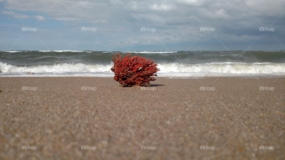 red Coral rolled ashore