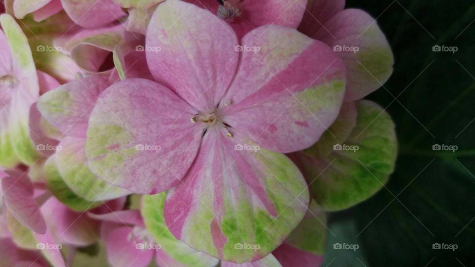 green pink petals