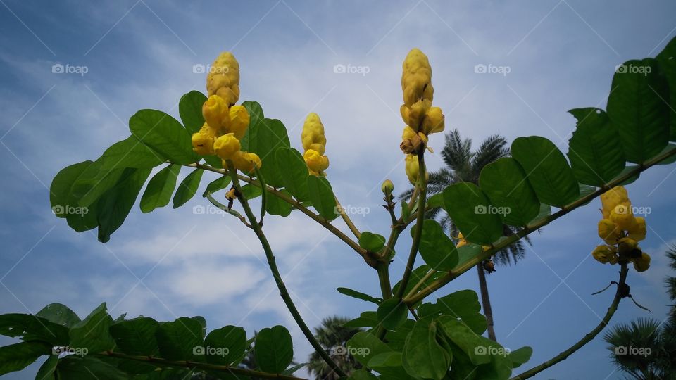 a flowers tree in the Forest