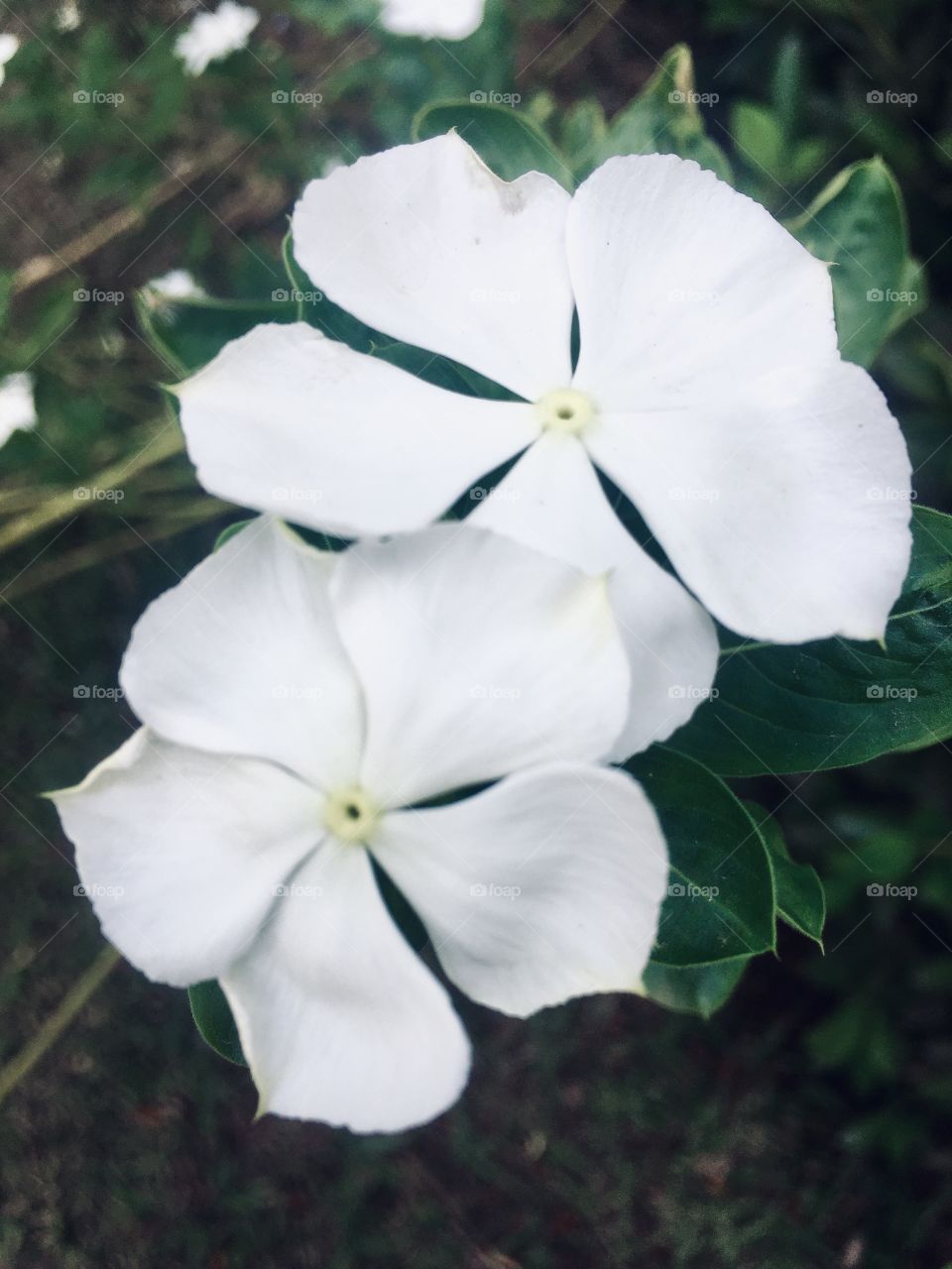 🌼#Flores do nosso #jardim, para alegrar e embelezar nosso dia!
#Jardinagem é nosso #hobby.
🌹
#flor #flowers #flower #pétalas #garden #natureza #nature #flora #photography #fotografia 