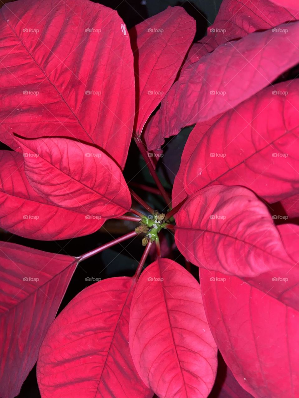 An overhead shot of my Mom’s Poinsettia plant taken in night mode, which really brings out the beautiful red color of the leaves that make this plant such a beautiful living symbol of the Christmas season. 