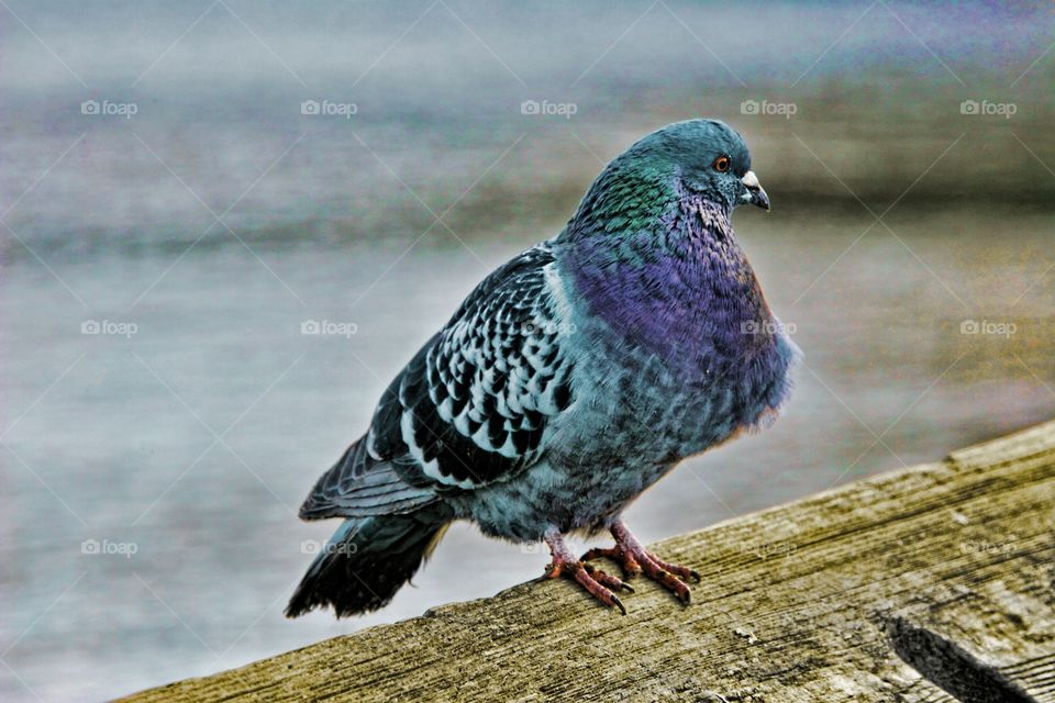 Pigeon Bokeh