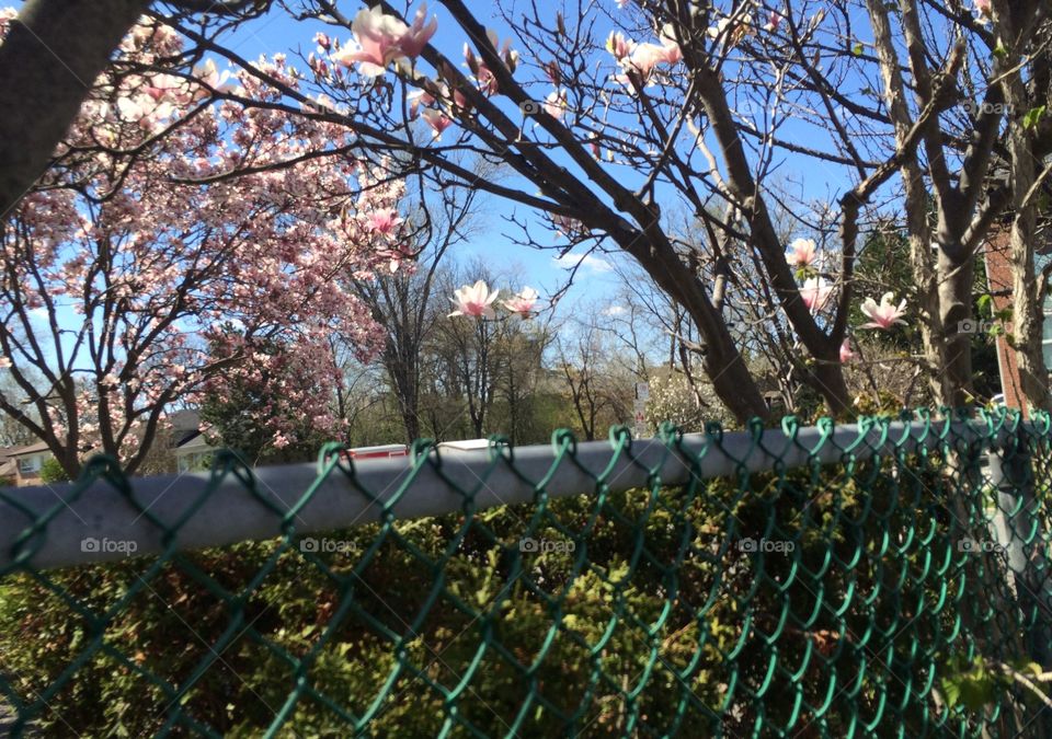 spring in high park Toronto 