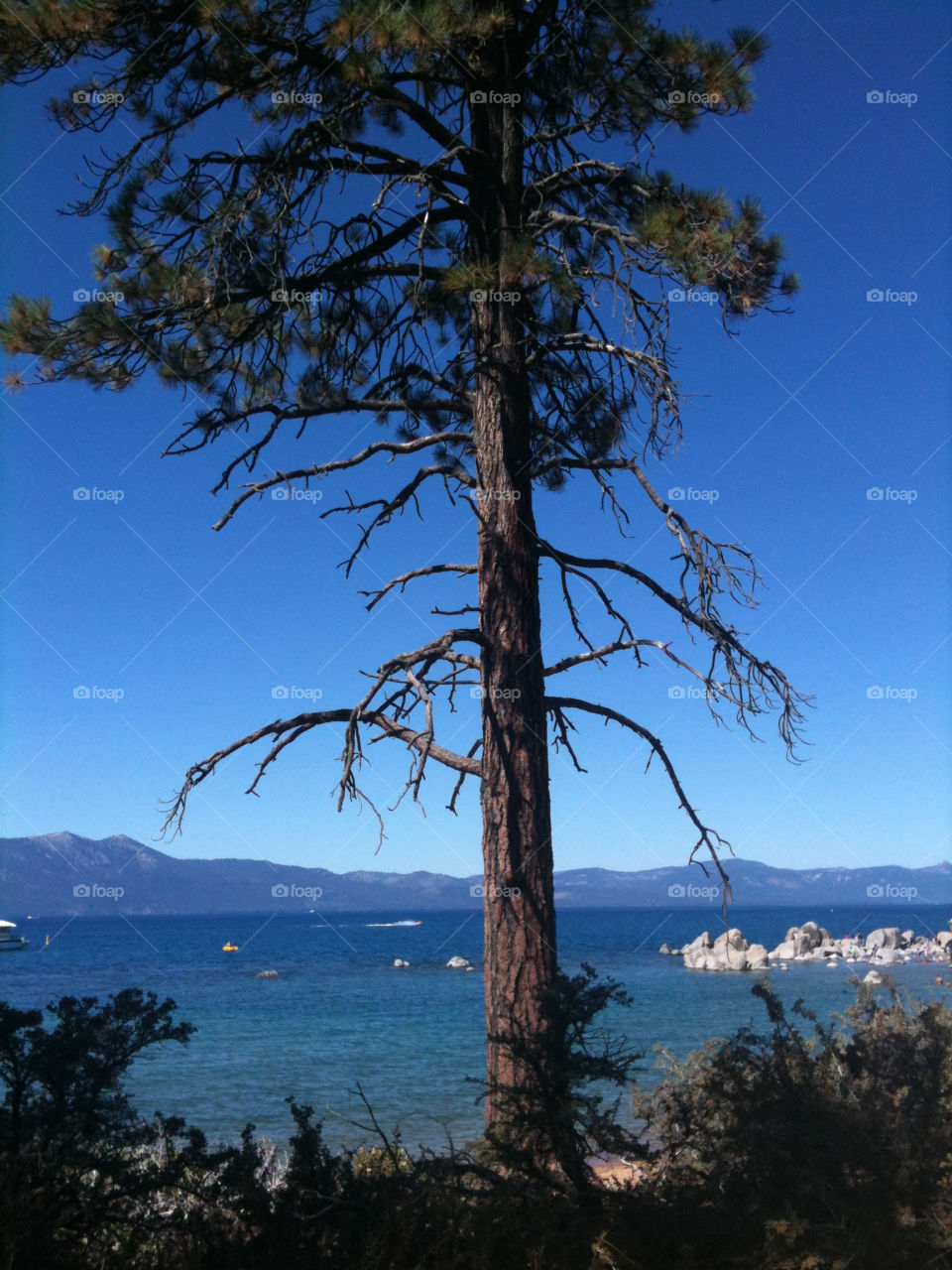 beach tree water rocks by melody