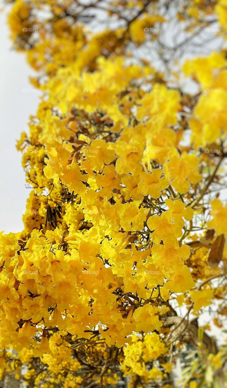 beautiful yellow tree flowers in the park , closeup , details , natural background