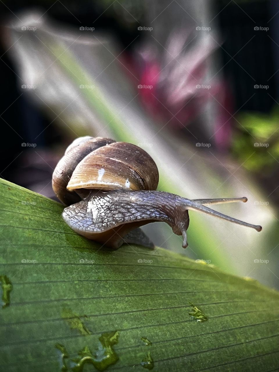 Snail walking on the leaf