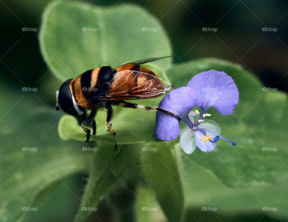 Asiatic day flower  - honey bee