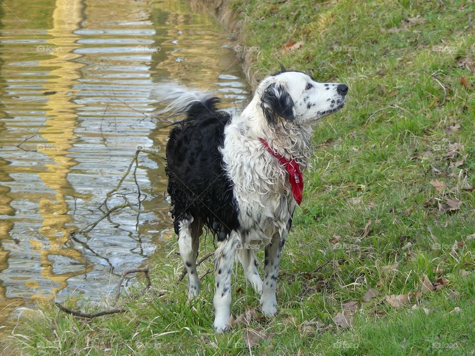 Border collie playing in the water