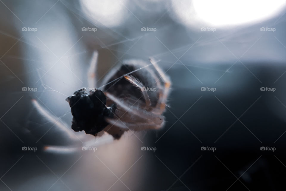 Spider