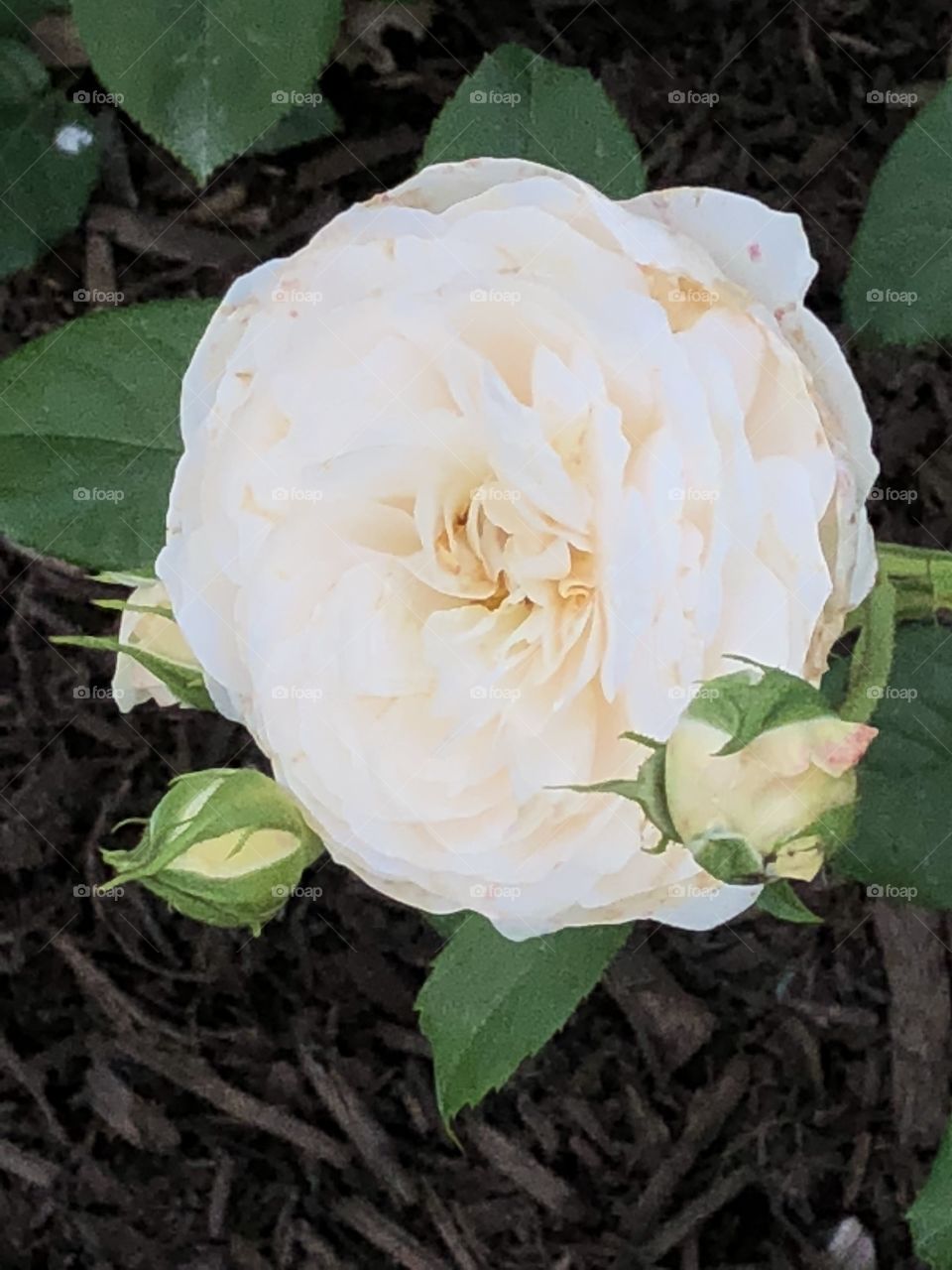 A beautiful white rose taken from the rose garden in Colonial Park in Somerset, NJ. 
