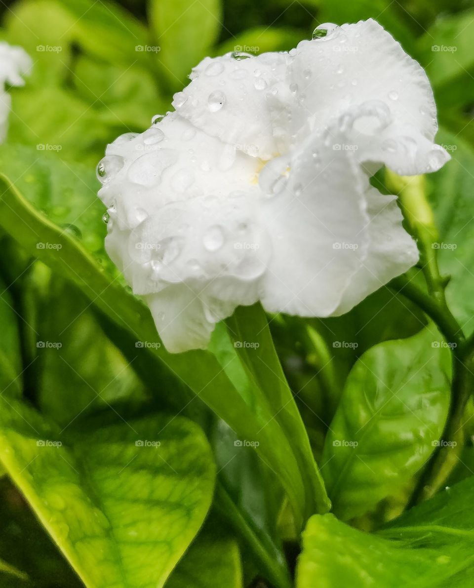 Marco shot of a white flower