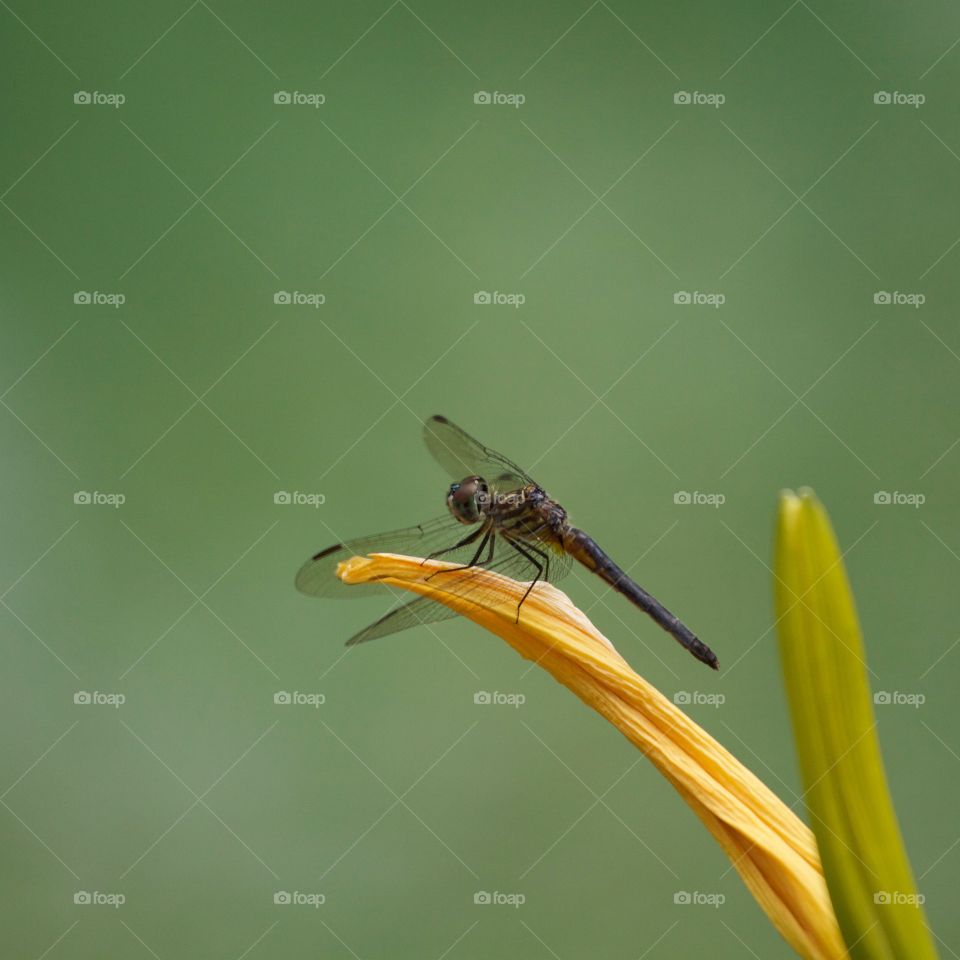 Close-up of a dragonfly on flower